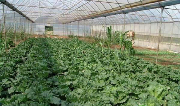 冬季大棚蔬菜的浇水要点及注意事项