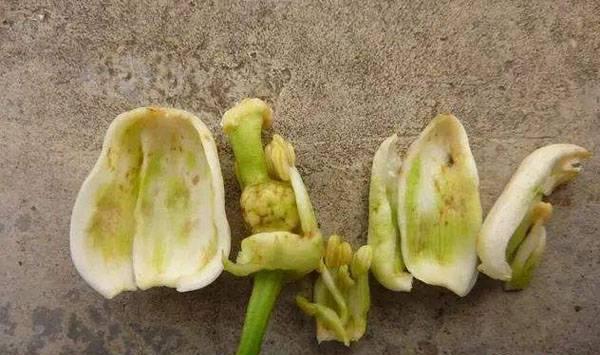 柑桔花蕾蛆防治要点