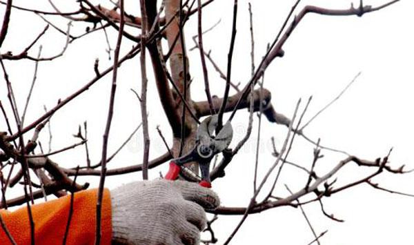 矮化苹果树枝条修剪