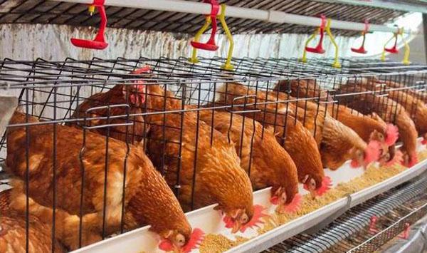 肉鸡笼养饲料均匀