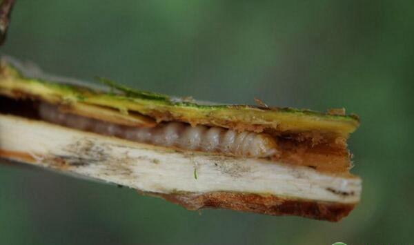 枣蠹蛾形态特征、为害性及防治方法