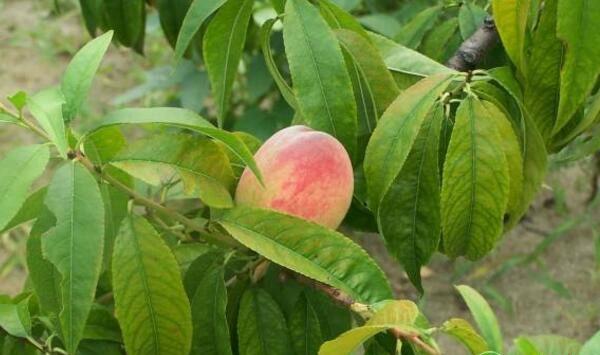 桃树花果管理过程中存在的问题及解决措施