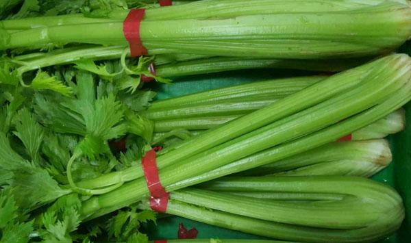芹菜和棵菜套种品种选择及田间栽培管理