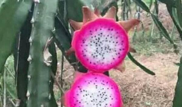 双色火龙果特性