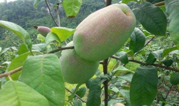 木瓜的病虫害防治