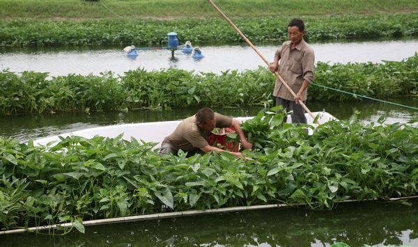 人工种植水芹菜需要什么环境