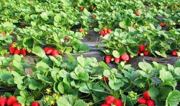 草莓花果期管理误区