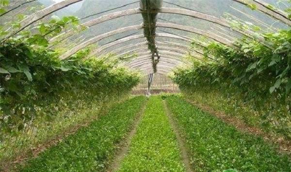 大棚蔬菜常见种植误区及应对措施