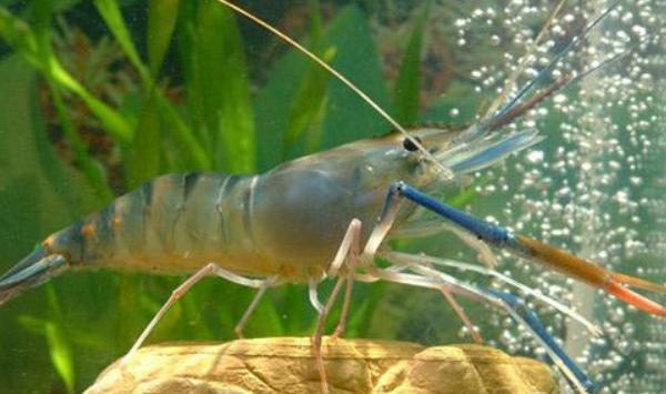 饲养罗氏沼虾的经验分享