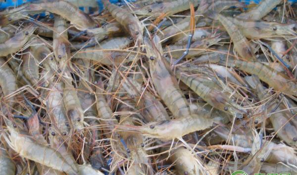 罗氏沼虾的饲养技术要点