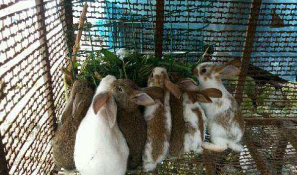 家兔球虫病防治药剂