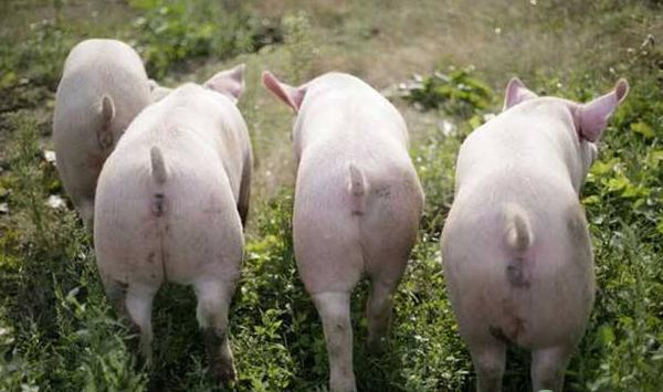 怀孕母猪管理要点