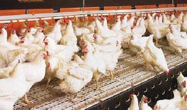 提高肉鸡品质的方法