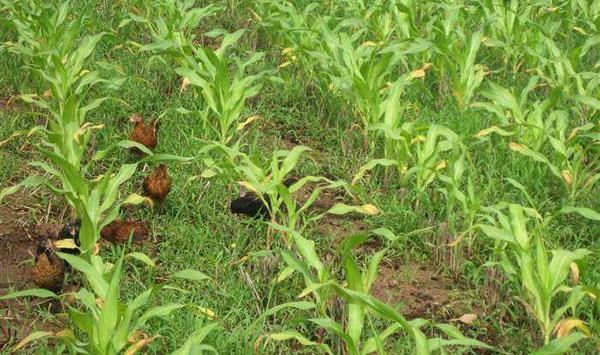 玉米地养鸡模式