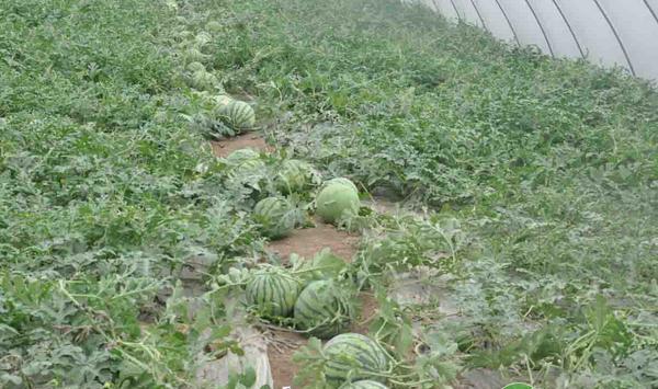 塑料大棚西瓜嫁接育苗技术及管理要点