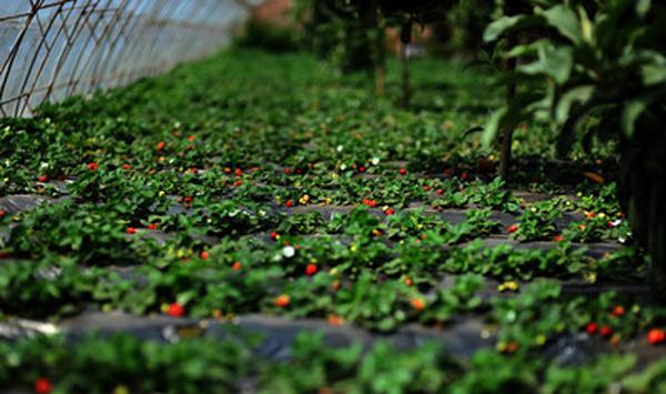 草莓适当降低夜温的好处