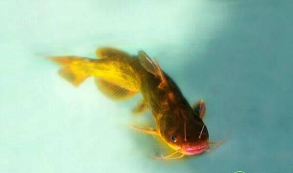 冬季温度低，鱼塘养殖须把握这“七大要诀”！