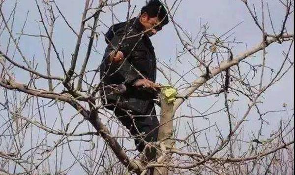 苹果枝组修剪