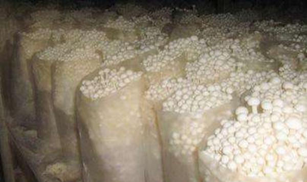 金针菇家庭种植方法详解