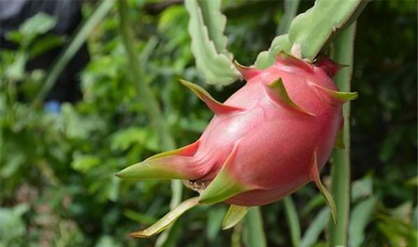 火龙果的阳台种植技术