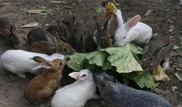 家兔球虫病预防误区