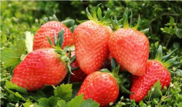 我国无公害大棚草莓种植的现状及栽植技术