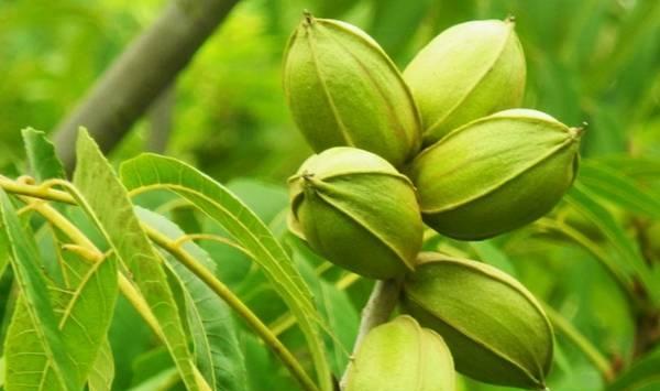 天水核桃常见病害的病害症状及防治措施