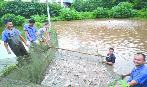鲫鱼养殖需要注意环境