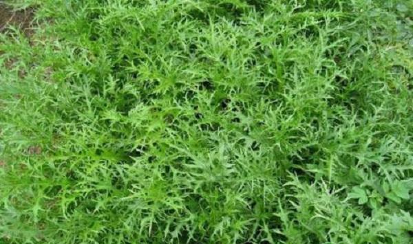 芥菜的种植时间和播种方法