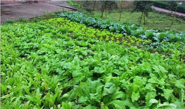 冬季大棚蔬菜的浇水要点及注意事项