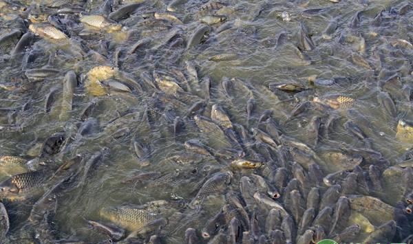 养殖池塘水体缺氧防范措施