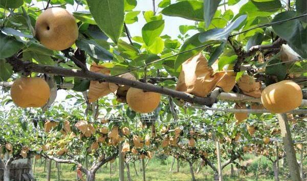 闽北山区砂梨病虫种类及防治措施