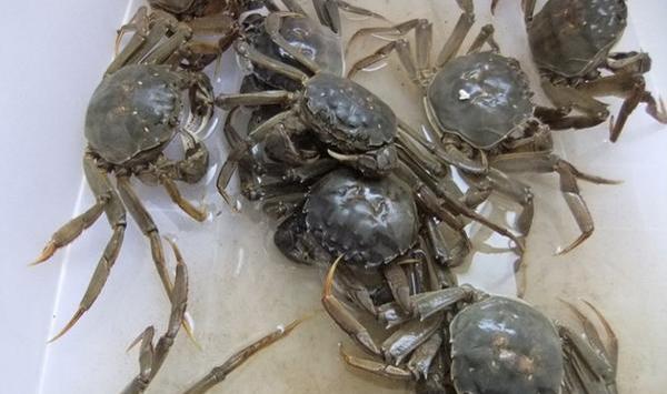 大规格河蟹养殖