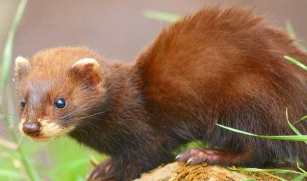 水貂妊娠期环境管理、饲料喂养、加工环节等管理要点