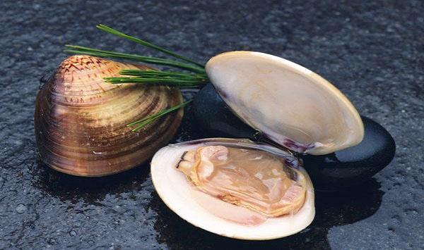 亲蚌的选择以及培育方法