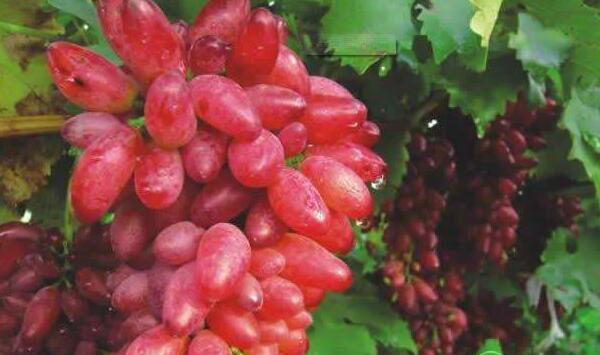 超红葡萄肥水管理、病害防治等栽培管理技术