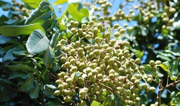 龙眼园蚂蚁为害情况及防治方法