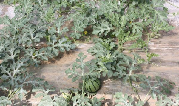 塑料大棚西瓜的管理方法