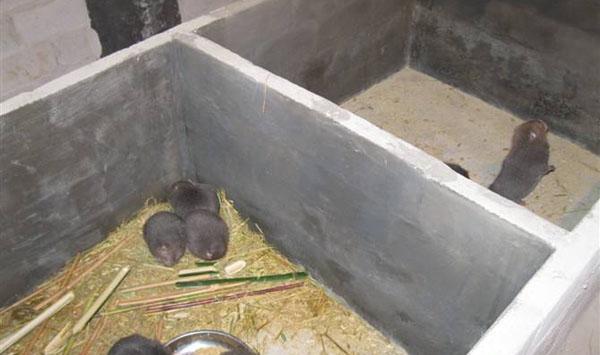 竹鼠养殖基地搭建