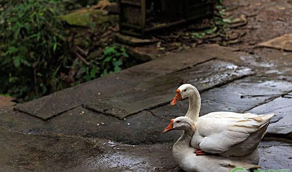 冬季养鹅疾病预防是关键