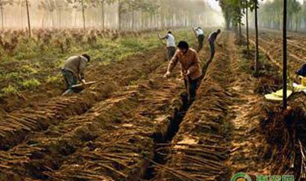 山药的挖沟管理