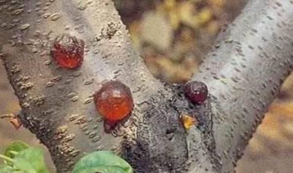 樱桃流胶病预防措施