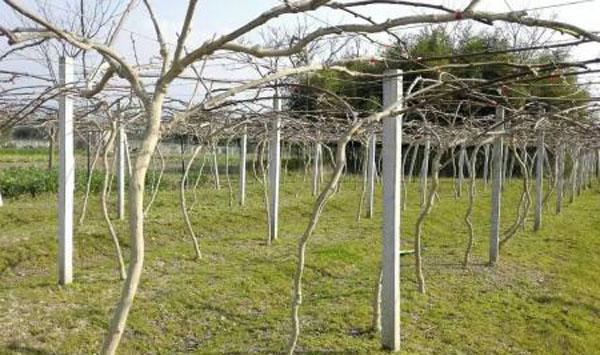 猕猴桃冬季溃疡病预防