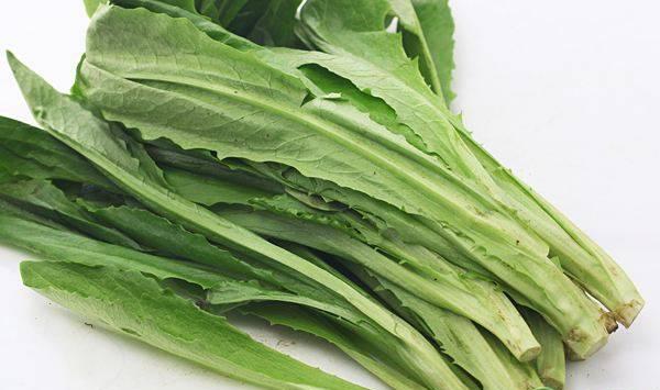 油麦菜的种植方法要点