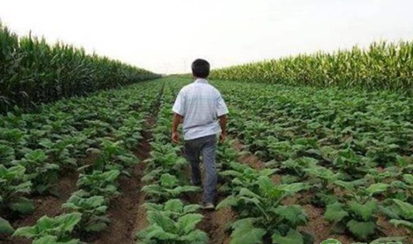 雪莲果的科学管理