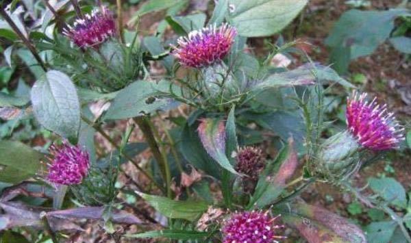 中药材白术的规范化栽培技术要点