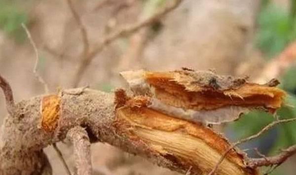 果树烂根原因