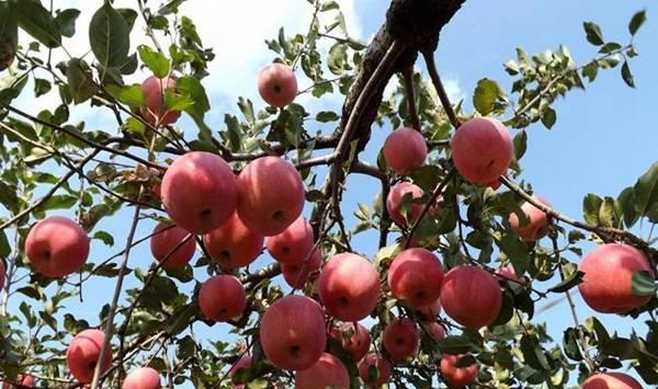 红富士苹果修剪的4大误区