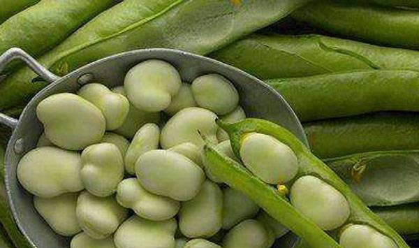蚕豆功效作用