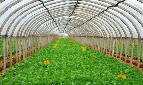 大棚蔬菜种植技术要点